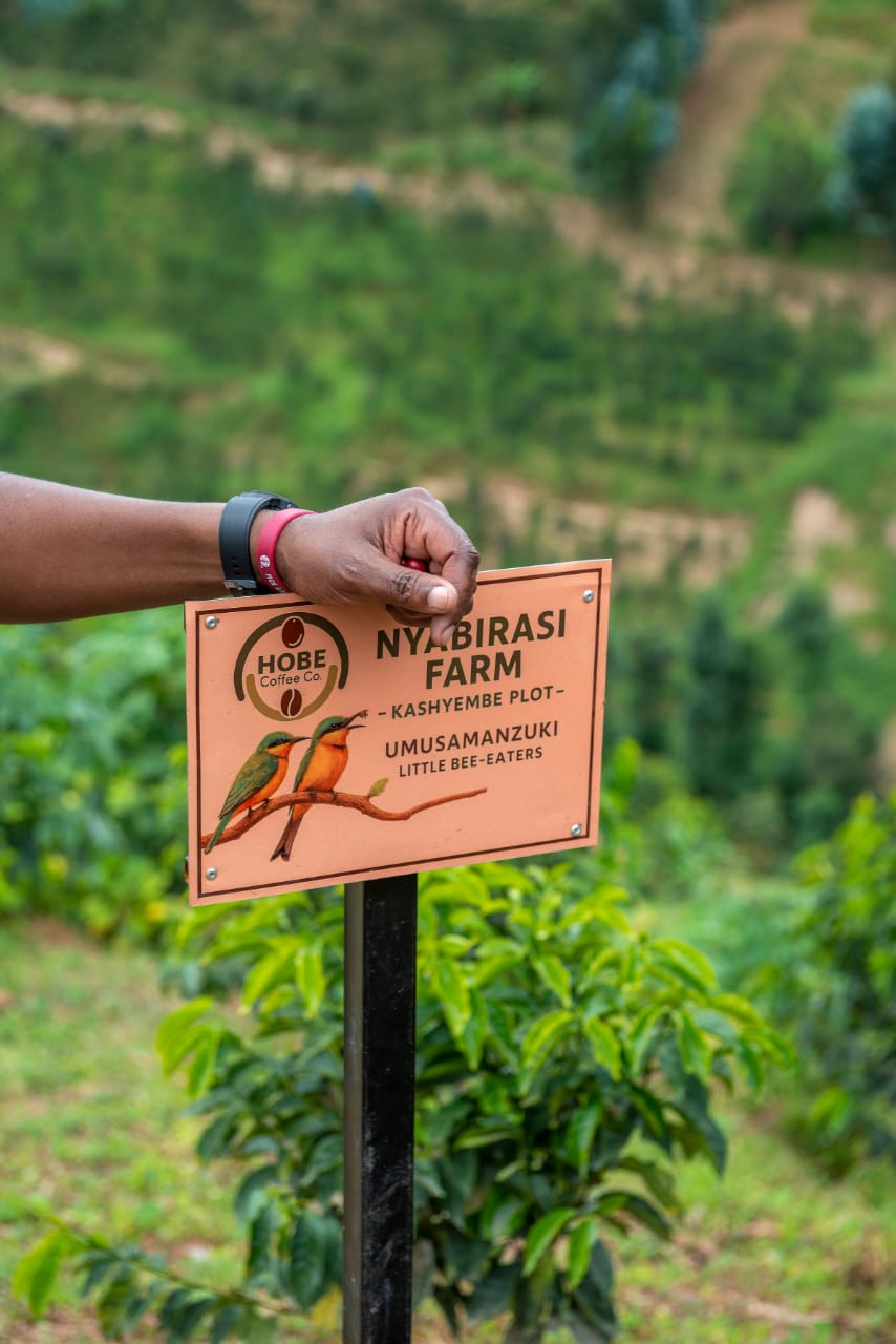 A hand placing the Nyabirasi Farm signpost bearing the Hobe Coffee Co. logo, with the hillside coffee farm behind