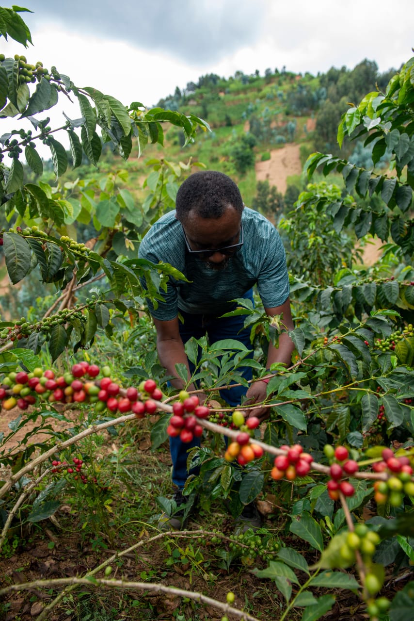 A farmer bent over harvesting coffee cherries on a hillside plot