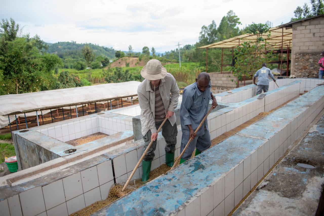 Workers raking coffee in a tiled washing and fermentation channel