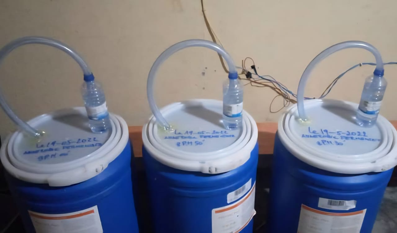 Sealed fermentation barrels fitted with airlock tubes and bottles