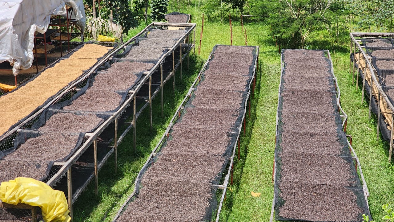 Multiple rows of raised drying tables covered with coffee at different drying stages