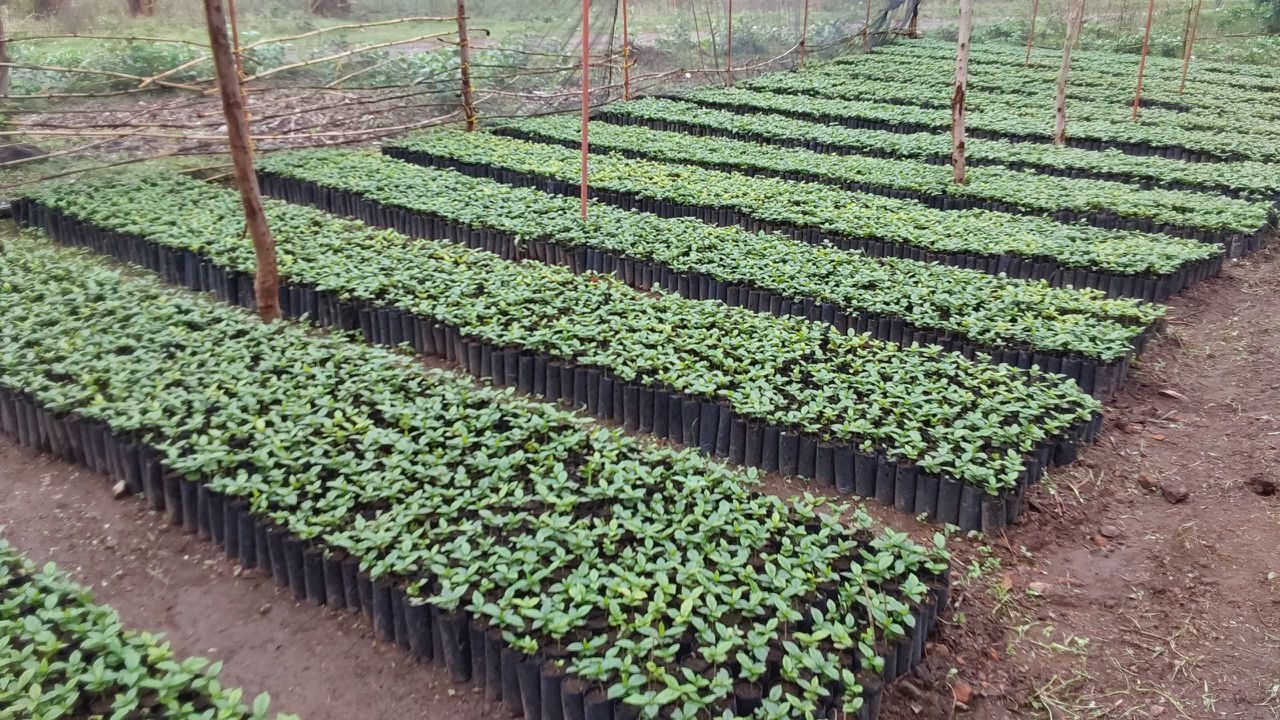Rows of young coffee seedlings growing in a nursery
