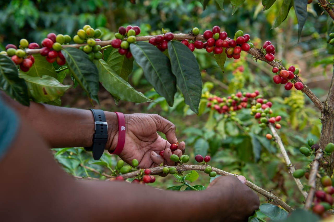 A hand picking ripe red coffee cherries from the branch